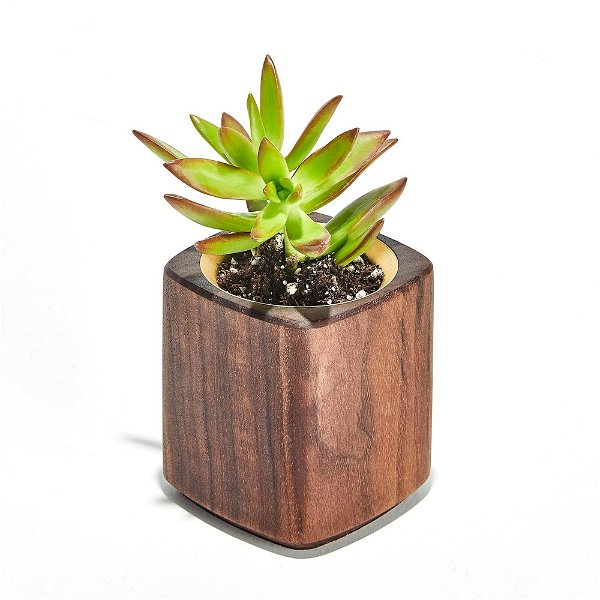 Mini Indoor Wooden Succulent Planter | Grovemade®
