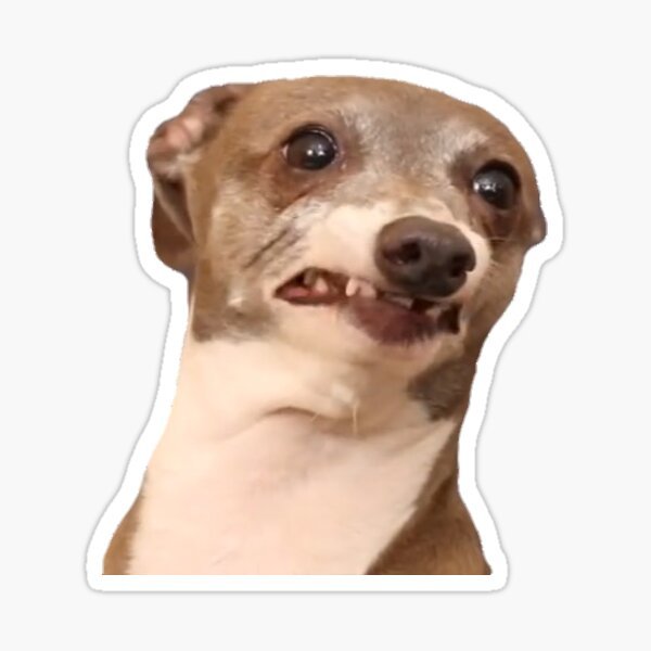 "Jenna Marbles Dog Kermit Still Being Nervous" Sticker by Saltytrashinc | Redbubble