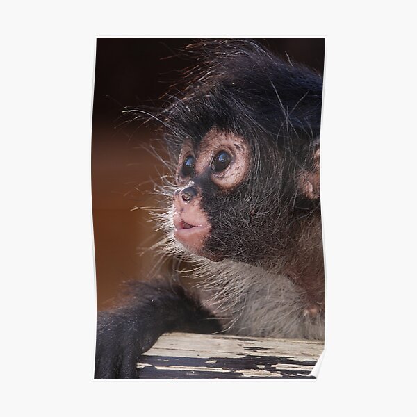 "Young Spider Monkey" Poster by shandoor | Redbubble